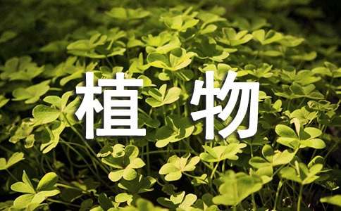 我喜歡的植物二年級作文