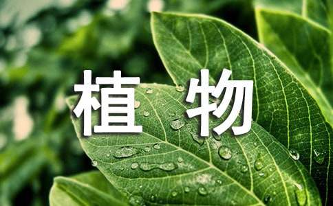 關于植物的說明文（通用50篇）