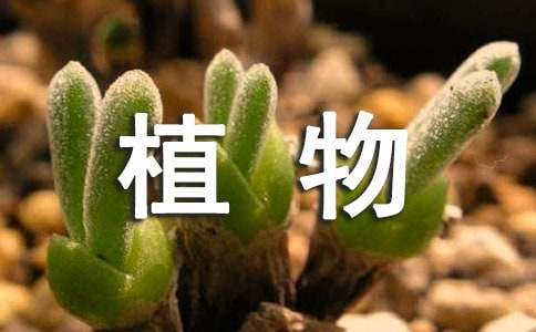 植物生長觀察作文500字（通用32篇）