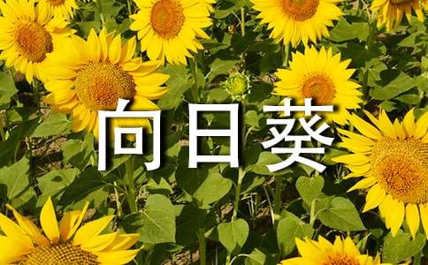 向日葵的秘密作文300字（通用46篇）